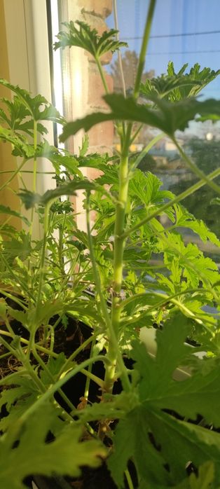 Sprzedam pelargonię pachnącą