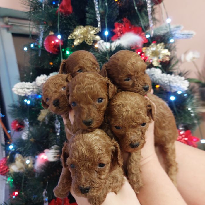 На бронь пуделята