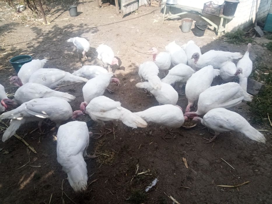 Продаю индюков белых (не бройлеры)