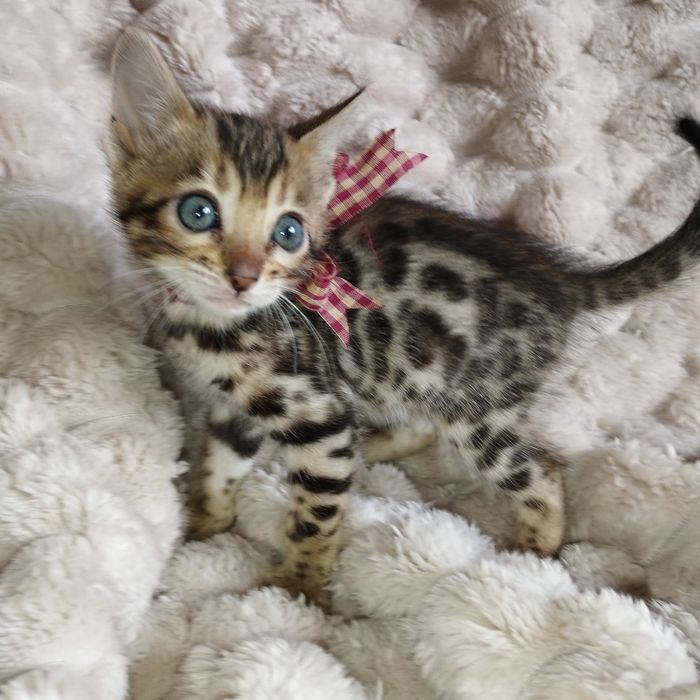 Продам Бенгальські кошенята