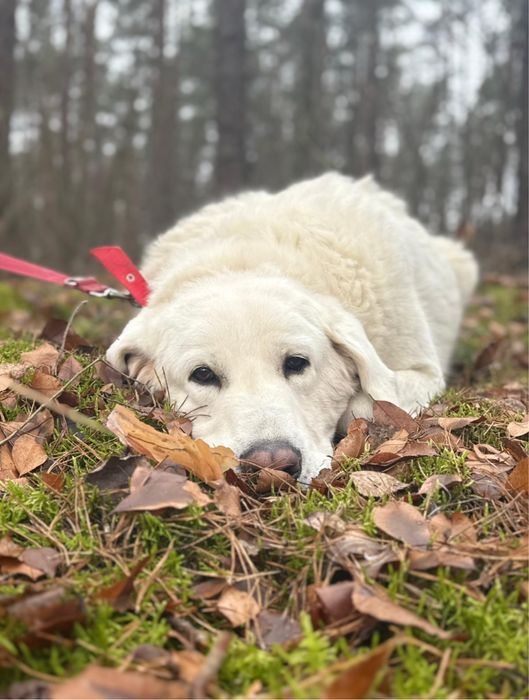 pies w typie owczarek podhalanski do adopcji