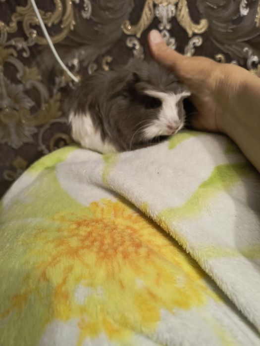 Морская свинка Коронет