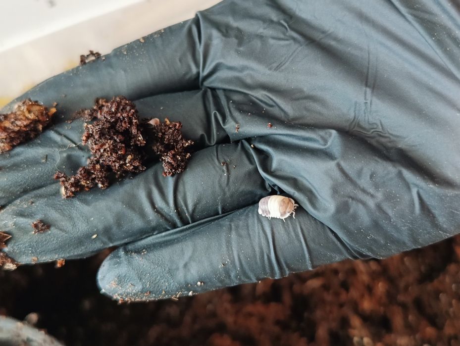 Isopody prosionki Cubaris Panda King ekipa sprzątająca