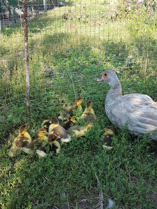 Инкубационное яйцо мускусной утки (индоутки)