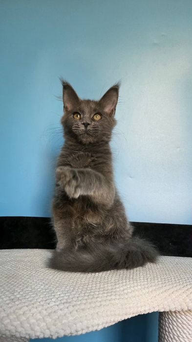 Шикарная девочка мейн