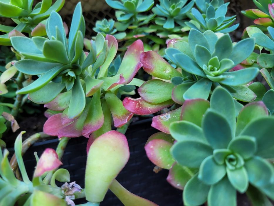 Orginalna  roślina .Sedum palmeri.