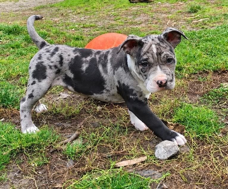 Gotowa do odbioru!!! Sunia Merle! American Staffordshire Terrier 2026 ***Złota Granda ***