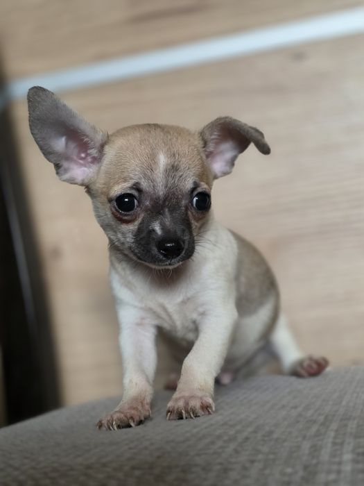 CHIHUAHUA piesek szczenię z metryką chip do odbioru