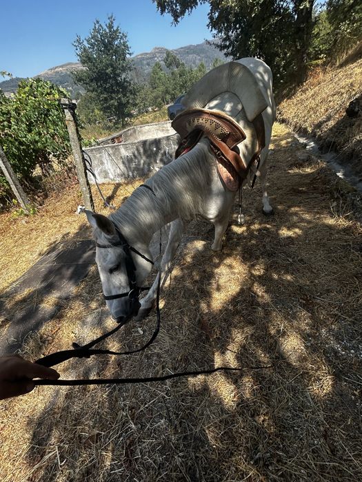 Cavalo Puro Sangue Lusitano