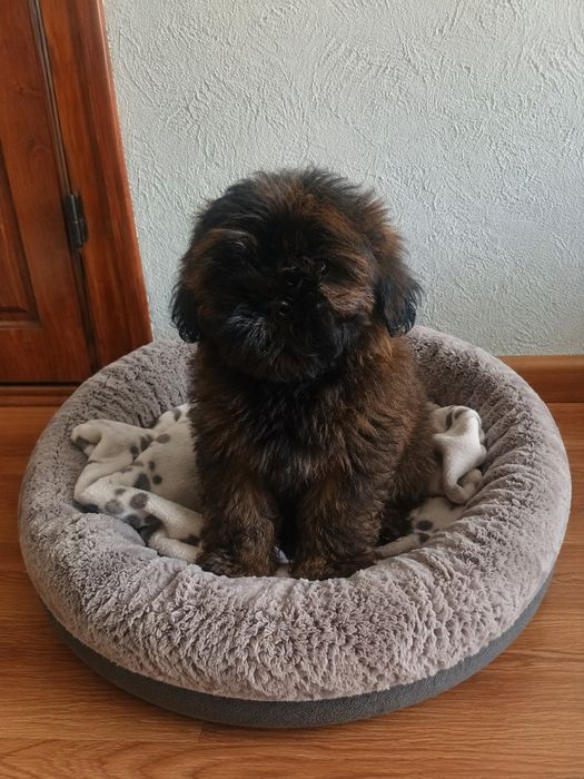 Shih-tzu szczeniaczek gotowy do zmiany domu