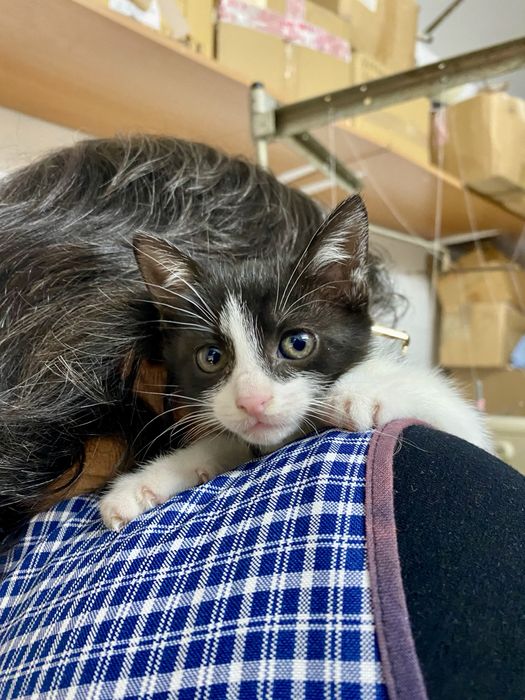 Gatinha bebé para adoção