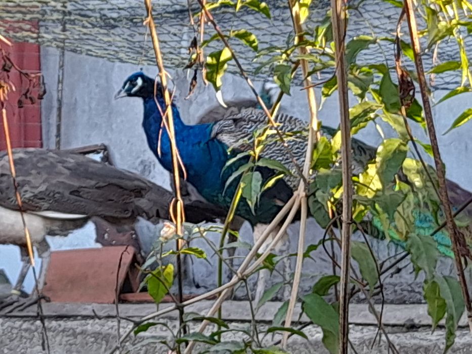 Pavões Adultos , 200€ o casal. Não vendo separado