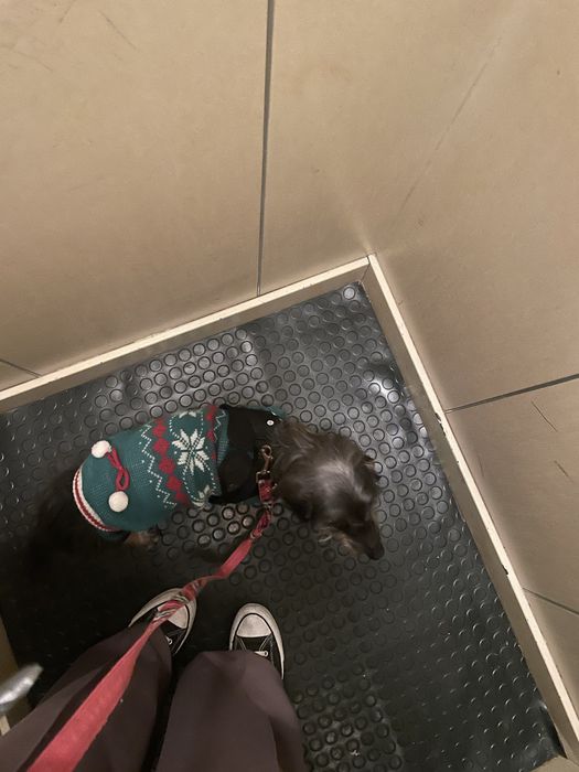 Pet sitting, Dog waling e muito mais :)