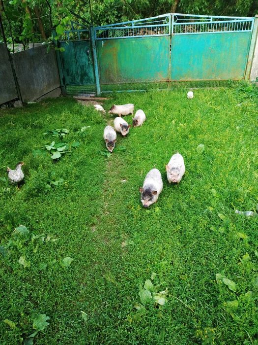 Продам поросята вєтнамські