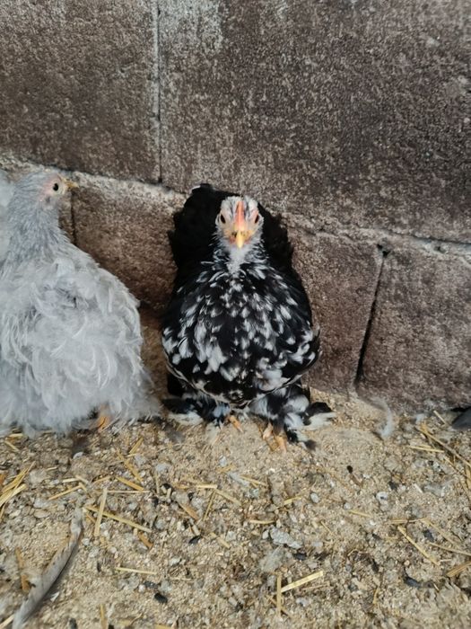 Pekins black mottled