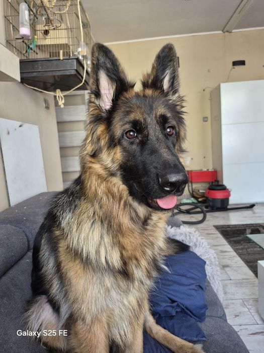 Owczarek Niemiecki