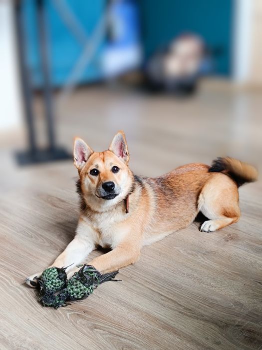 Suczka mieszaniec shiba inu ZA DARMO