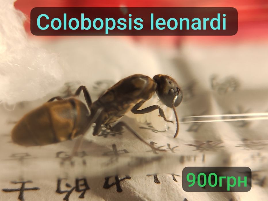 Екзотичні мурахи для формікарія | Colobopsis leonardi | Мурахи для мурашиної ферми | Camponotus lasiselene
