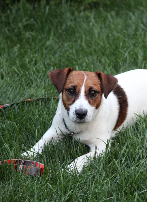 Молодий гладкошерсний кобель джек расел