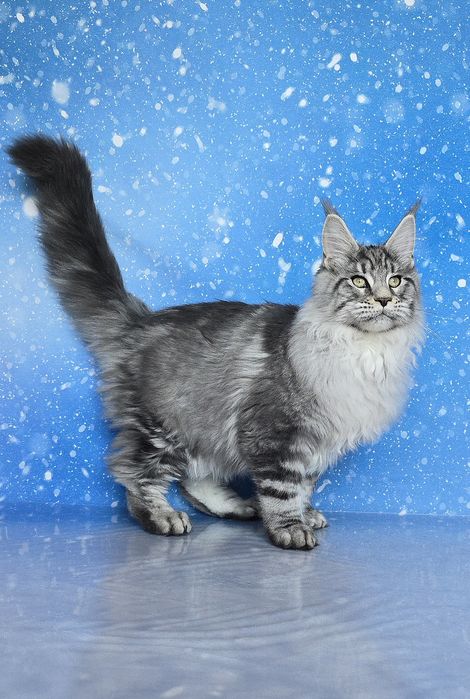 Котёнок мейн-куна Бегемот