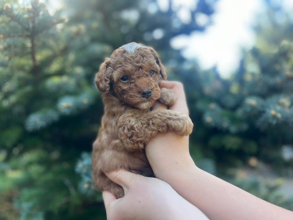 Pralinek maltipoo mini pies pudel toy red brown apricot dokumenty