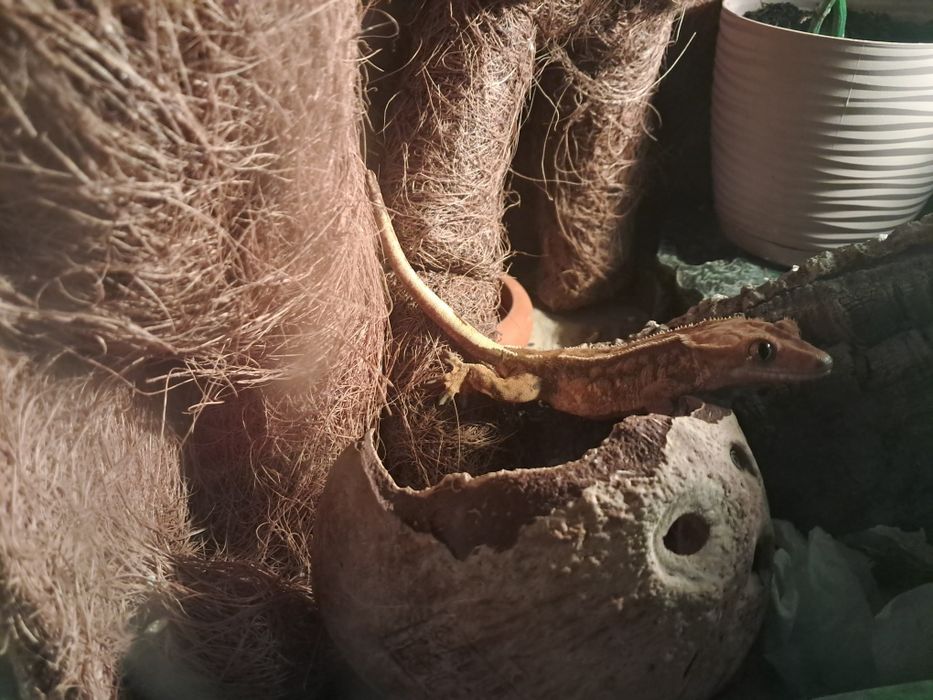 Gekon orzesiony samiczka plus terarium