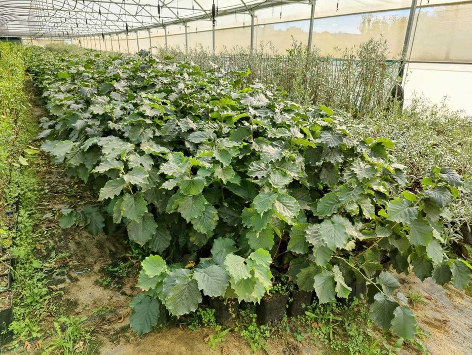 Plantas de Aveleira Micropopagadas