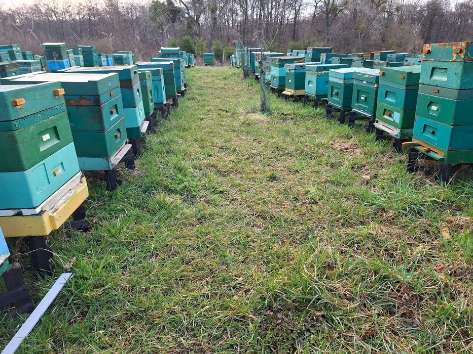 Rodziny pszczele, pszczoły