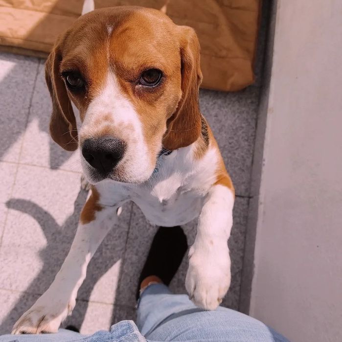 Braco Alemão Cadela e Beagle Cadela
