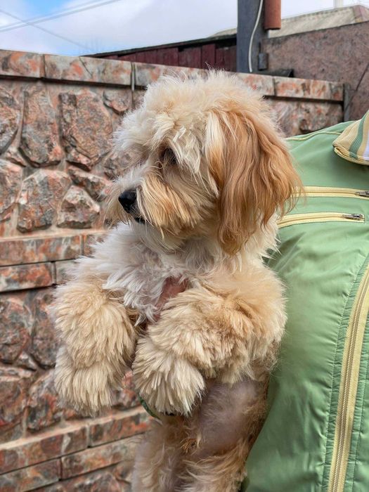 Чудові песики мальтипу