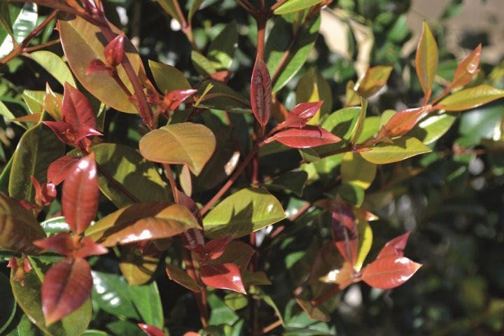 Eugeneas myrtifolia