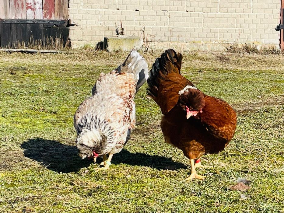 Jaja lęgowe Stado Mieszane