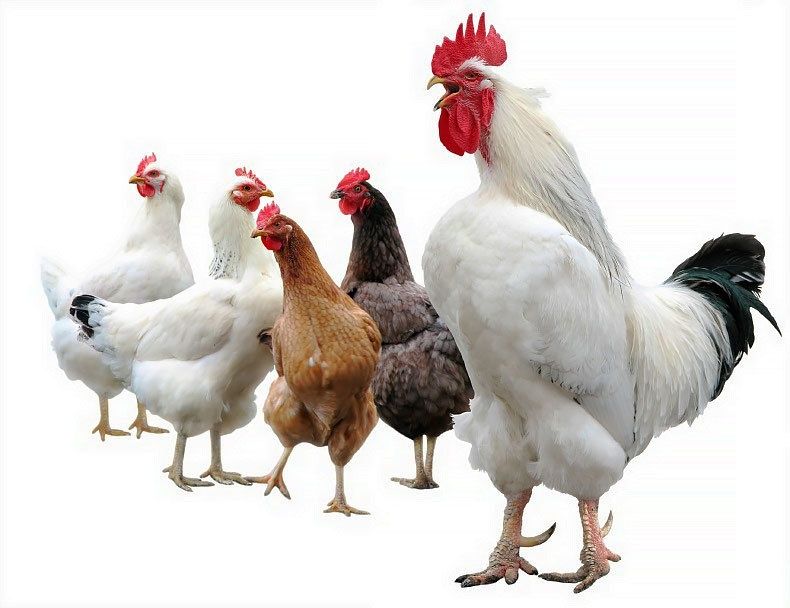 Куры молодка на яйцо