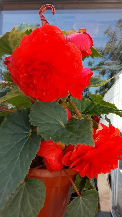 Укоренённые черенки ампельной бегонии