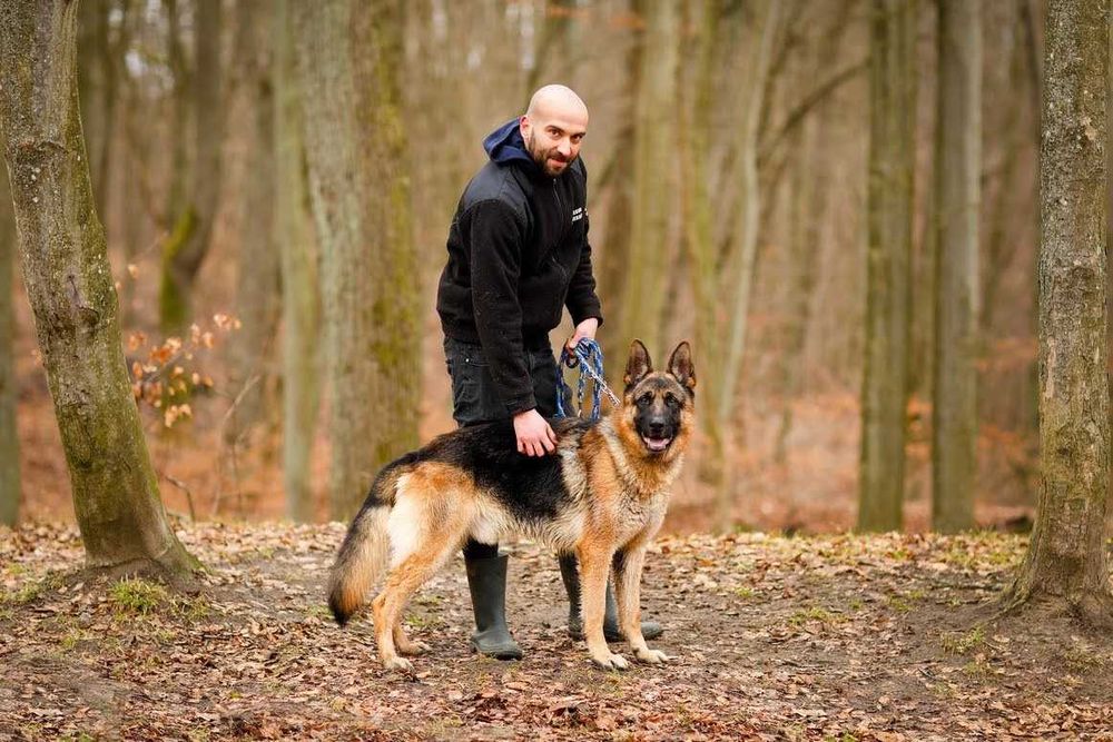 Negev - OWCZAREK niemiecki 5-letni, domowy, trzyma czystosc. [FILMIK]