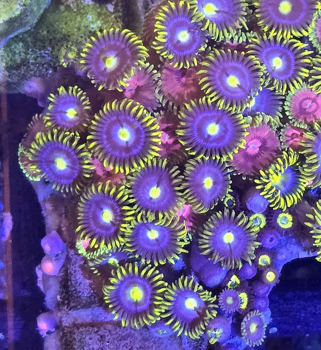 Zoanthus Blue Sky 10 polipow FLUOLAMPS WYSYLKI