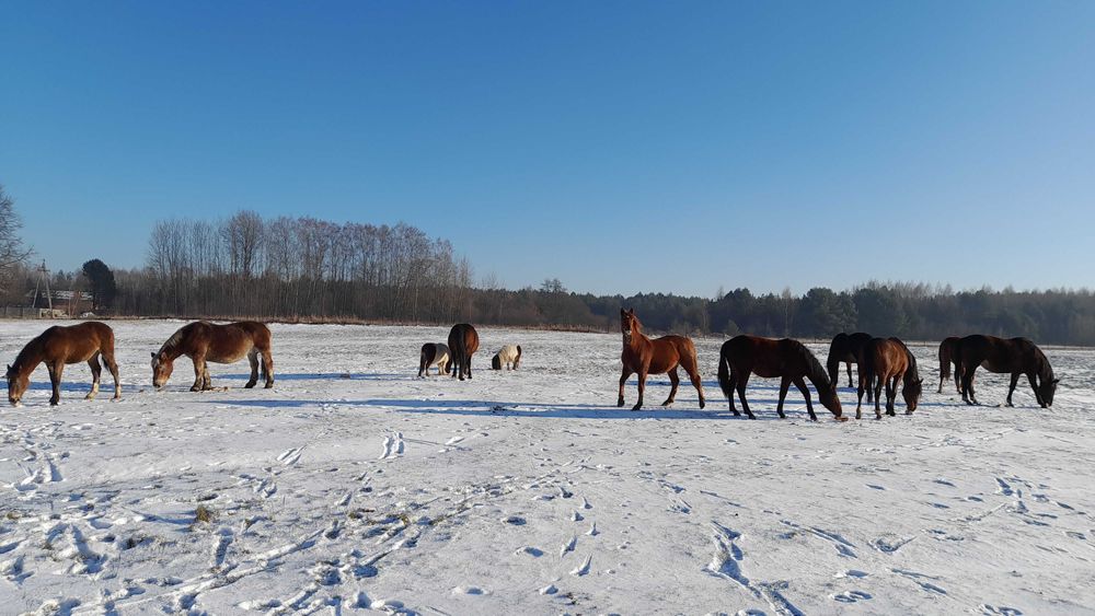 Sprzedam obornik koński