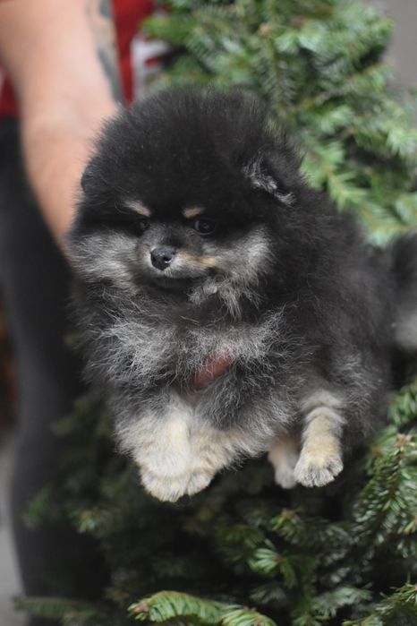 Дуже файний малючок )