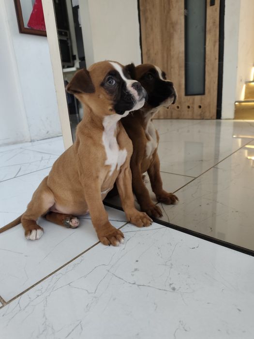 Bokser z Rodowodem gotowe do odbioru