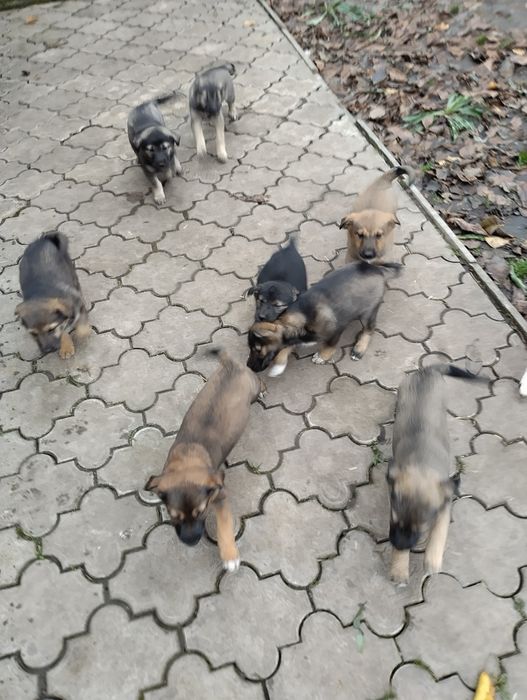 Віддам цуценят в хороші руки.