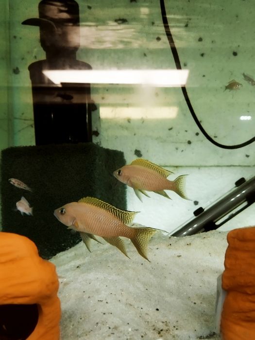 Neolamprologus walteri Kigoma księżniczka tanganika