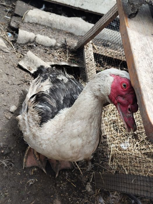 Мускусні каченята німецькі