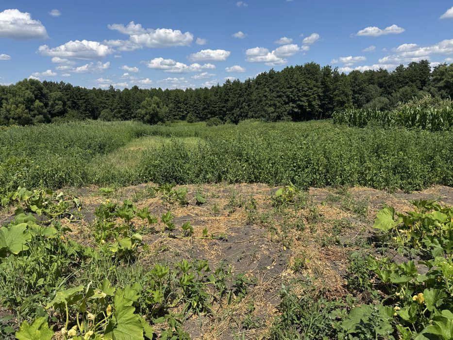 Продаж ділянки під забудову. Парипси