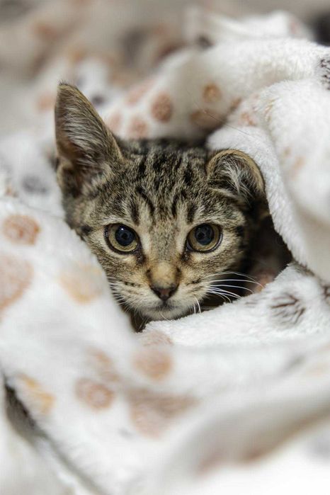 Gatas bebés fêmeas para adoção responsável