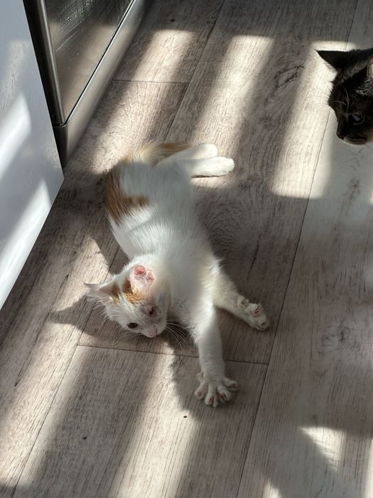 Отдам котёнка в добрые руки