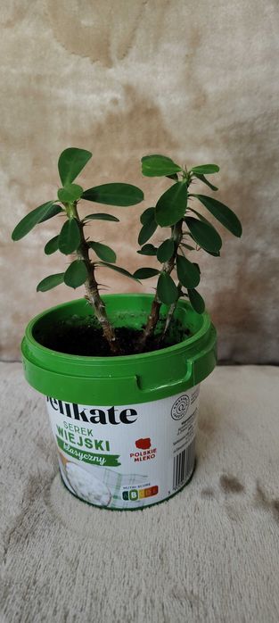 Wilczomlecz lśniący, korona cierniowa, korona Chrystusa