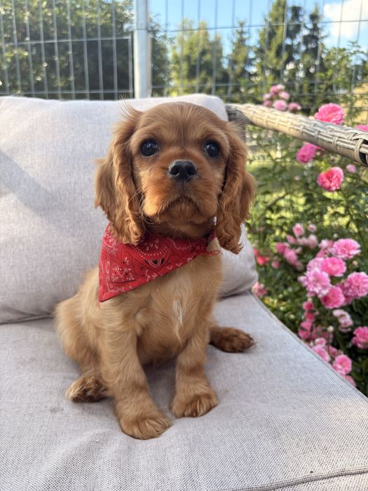 Cavalier King Charles Spaniel suczka.