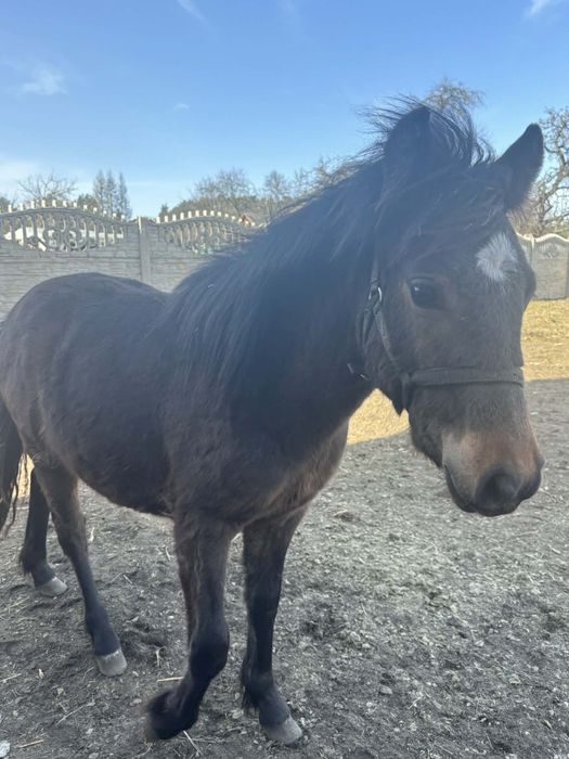 Sprzedam kucyka ogierka