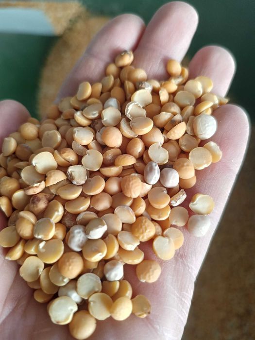 Groch połówki czyszczone Wysyłka