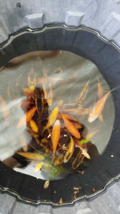 Peixes de aquário ou lago